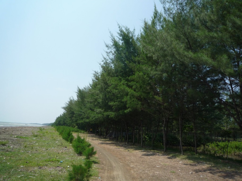 Casuarina Equisetifolia