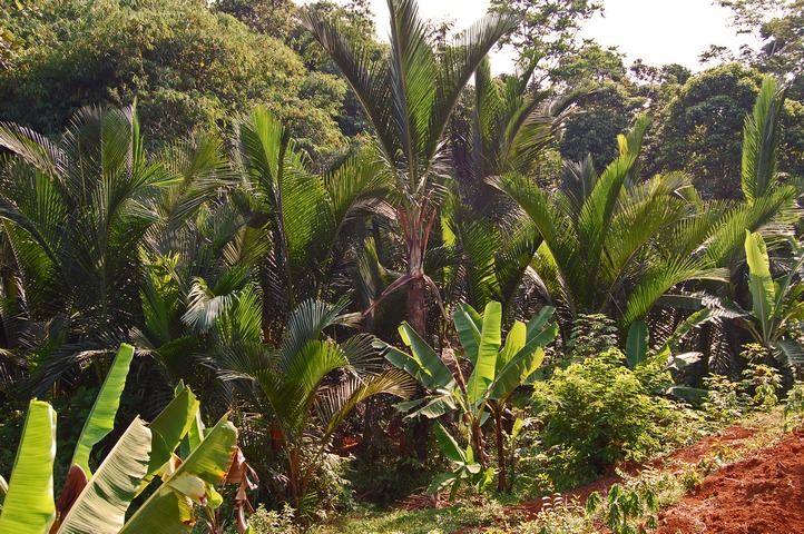 Agroforestri Sistem Untuk Lahan Gambut